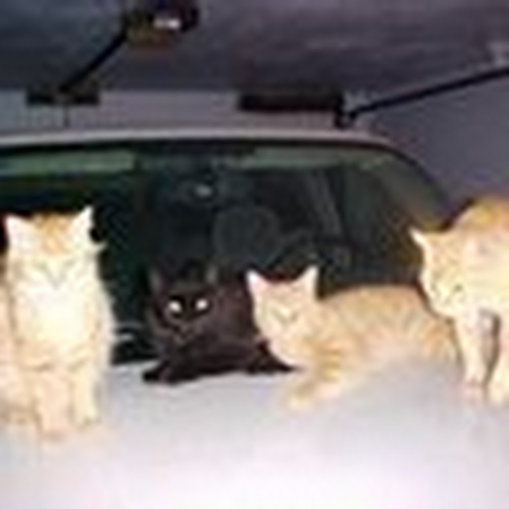 Meet your Posher, Lorraine